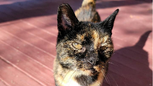 Lost Pet: Chuck