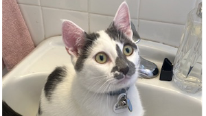 Lost Pet: Mussi
