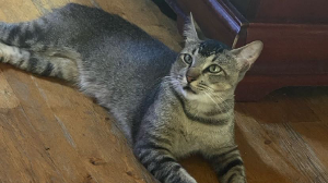 Lost Pet: Shuggs