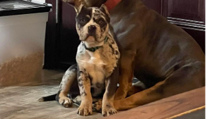 Lost Pet: Aspen