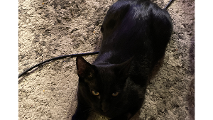 Lost Pet: Skittles