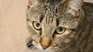 Lost Pet: Toast