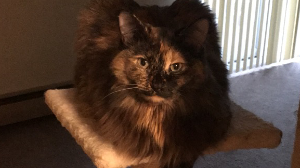 Lost Pet: Nova