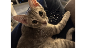 Lost Pet: Sugar Ray