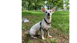 Lost Pet: Nico