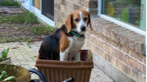 Lost Pet: Belle