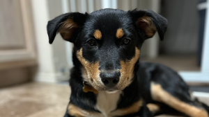 Lost Pet: Aria
