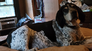 Lost Pet: Blue