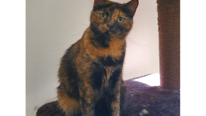 Lost Pet: Irma