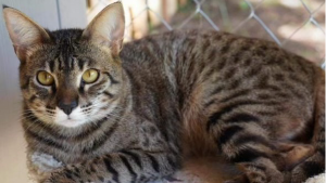 Lost Pet: Aurora