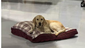 Lost Pet: Riley