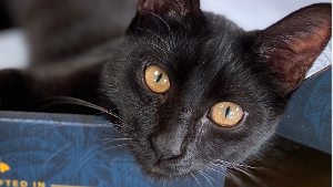 Lost Pet: Tiki Armstrong