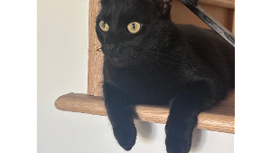 Lost Pet: Yodie