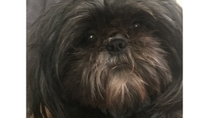 Lost Pet: Margo
