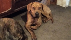 Lost Pet: Squiggy