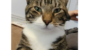 Lost Pet: Negan