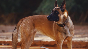 Lost Pet: Amira