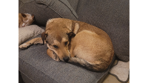 Lost Pet: Arlo
