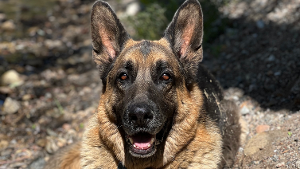 Lost Pet: Lincoln