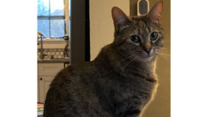 Nala - Lost Pet Database - Lost & Found Pets Near Me PetLink