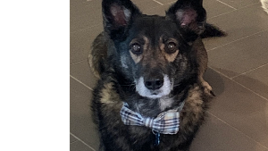 Lost Pet: Austin