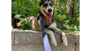 Lost Pet: Athena