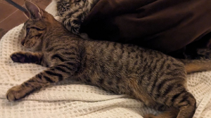 Lost Pet: Pipsqueak