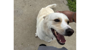Lost Pet: Bella