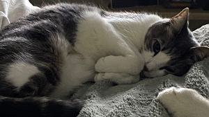 Lost Pet: JOY