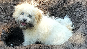 Lost Pet: Gavin