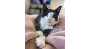 Lost Pet: Jaws