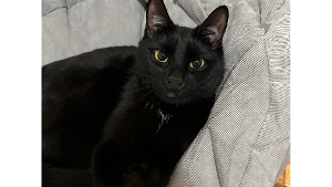 Lost Pet: Simba