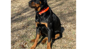 Lost Pet: Remi