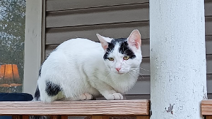 Lost Pet: Spot