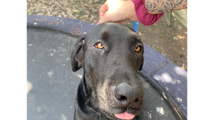 Lost Pet: Moose