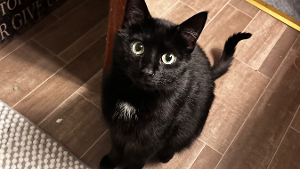 Lost Pet: Toothless