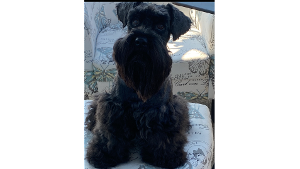 Lost Pet: Dixon