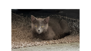 Lost Pet: Shadow