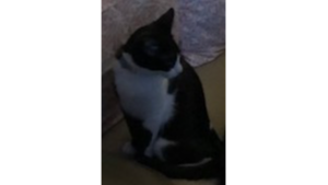 Lost Pet: BoBo