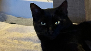 Lost Pet: Oscar Liepmann