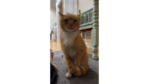 Lost Pet: Gabe