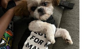 Lost Pet: Rocky