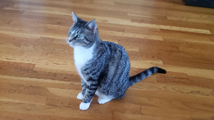 Lost Pet: Meowzer