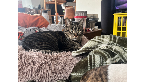 Lost Pet: Lucifer