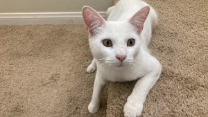 Lost Pet: Stickers