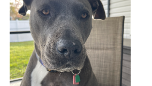 Nala - Lost Pet Database - Lost & Found Pets Near Me PetLink