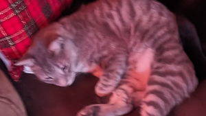 Lost Pet: Asher