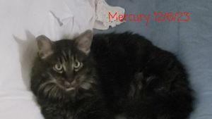 Lost Pet: Mercury