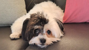 Lost Pet: Love