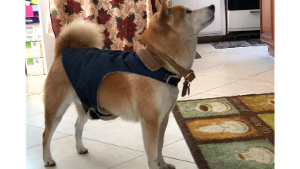 Lost Pet: Zeus